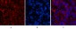 Cleaved-Caspase-3 p12 (D175) Polyclonal Antibody